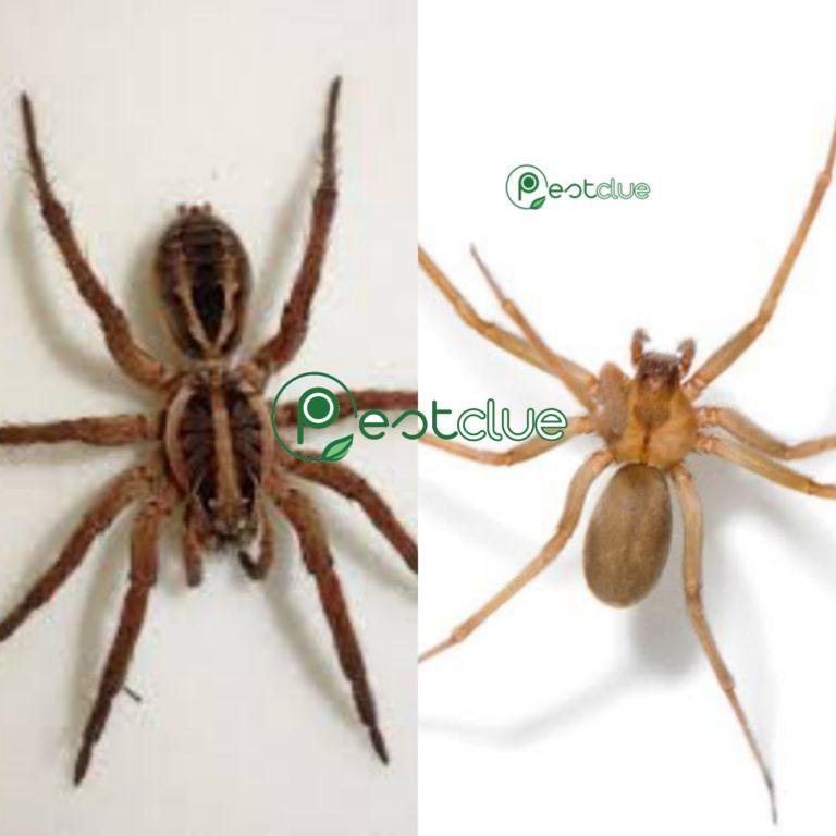Wolf spiders vs brown recluse spiders