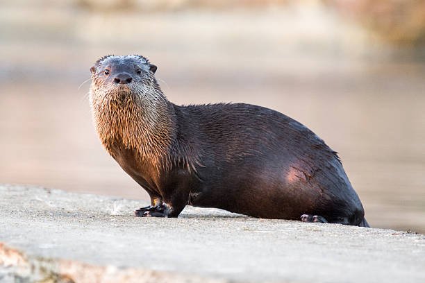 What does otter poop look like