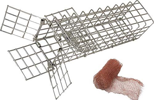 Best Bat Traps to Keep Your Home Pest-Free
