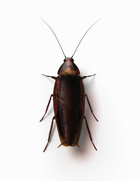 The Truth about Roaches and Where They Come From