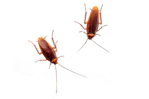 The Truth about Roaches and Where They Come From