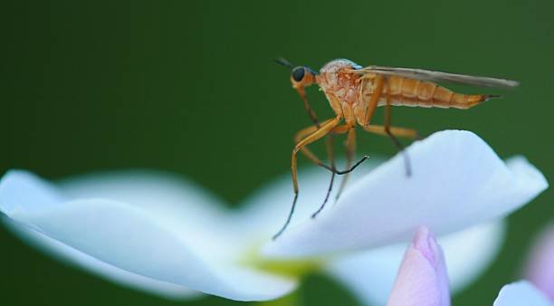 Homemade Spray to Get Rid of Fungus Gnats