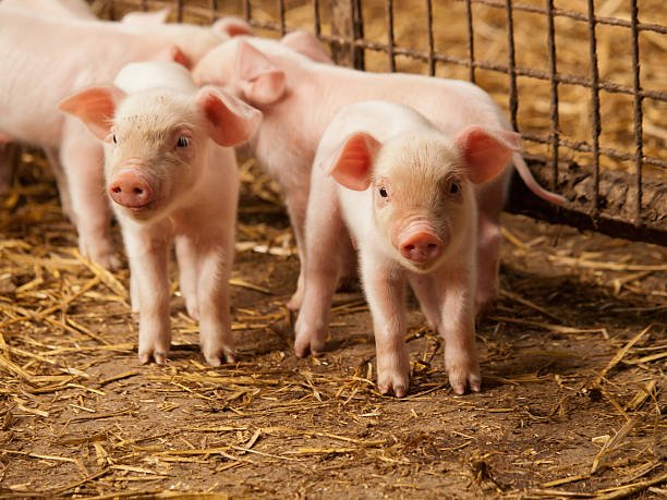 What is a group of hogs is called