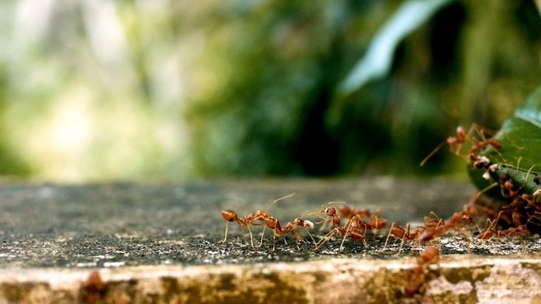 Want to get rid of ants in your house and yard