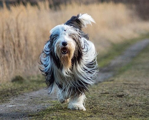 do all border collies have white tip tail