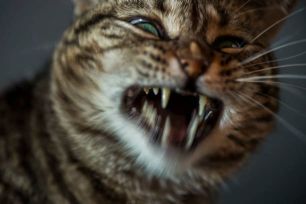 What happens if a cat bites you