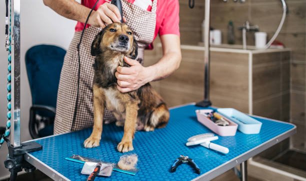 Dog Grooming Tables