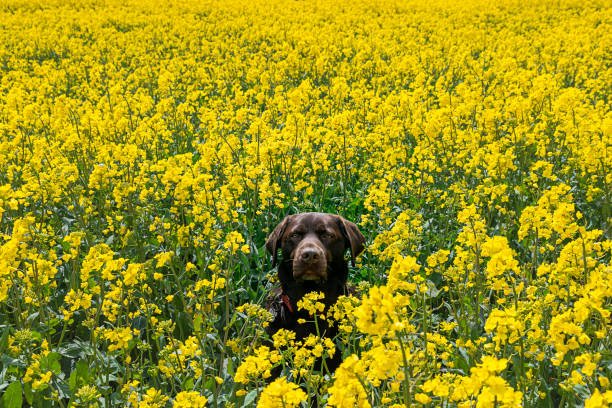 Is Rapeseed Very Dangerous to Dogs?