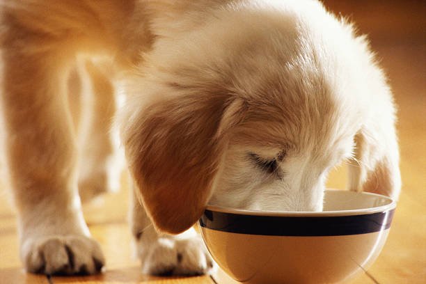 Pure Harmony Dog Food