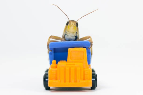 Can Roaches Eat Through Plastic?
