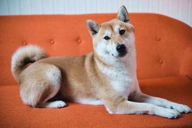 do korean jindo dogs shed