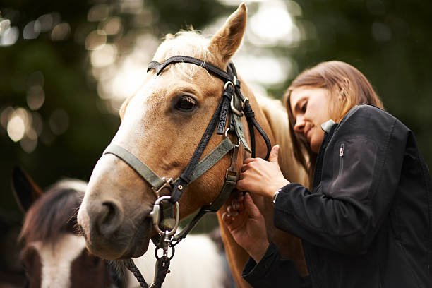 How To Take Care Of A Horse: A Vet's Advice | Pestclue