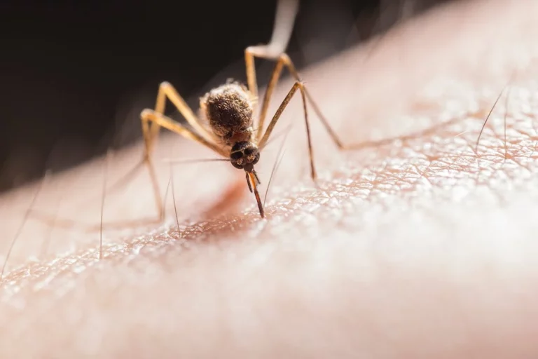 Common Pest Issues And How To Solve Them