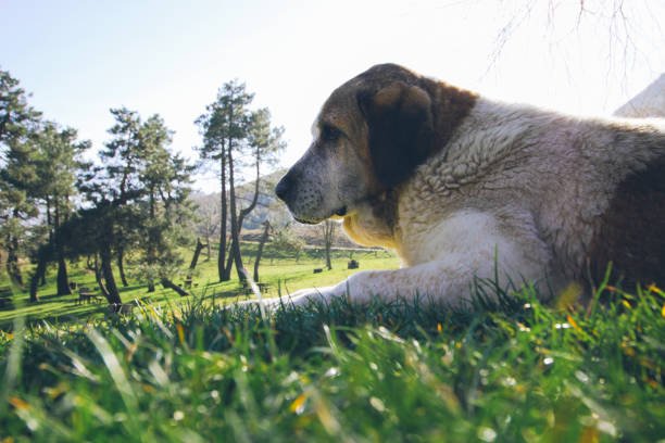Mountain Mastiff Dogs