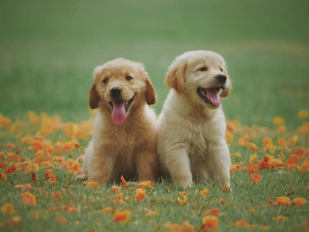 A Modest Proposal Challenging The Perceptions of Animals