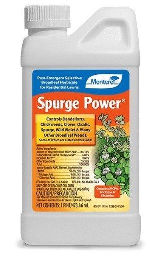Monterey Spurge Power