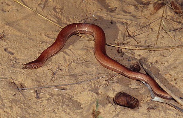 What Does Snake Poop Look Like
