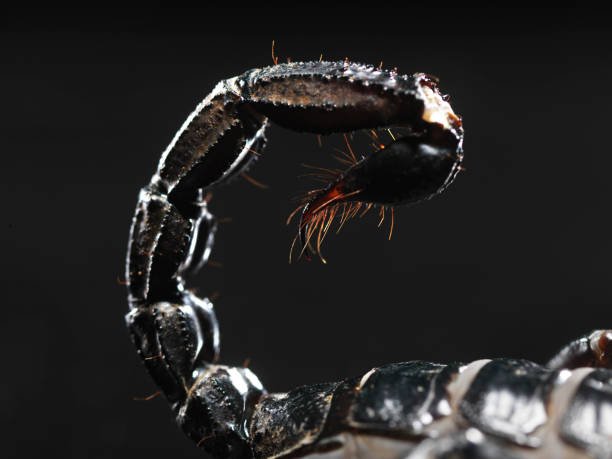 Are There Scorpions in Florida