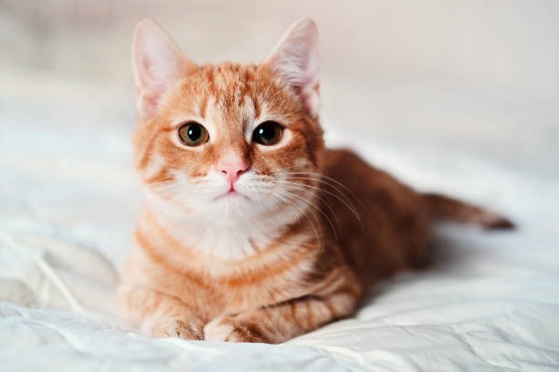 Cute Kat