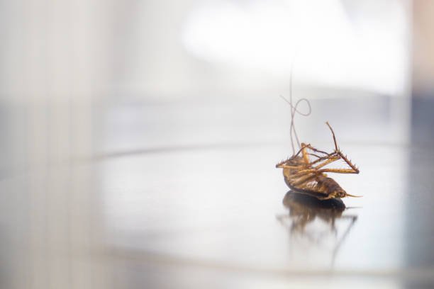 Does Organic Pest Control Work