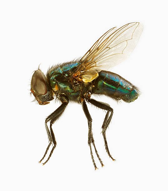 Flies or Flys
