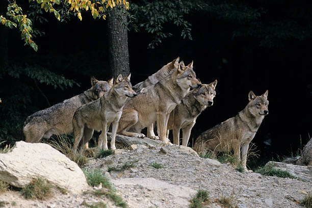 Group of Wolves