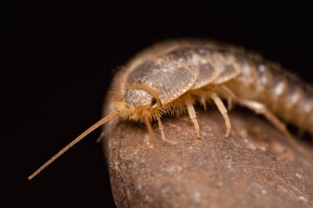 Silverfish Centipede