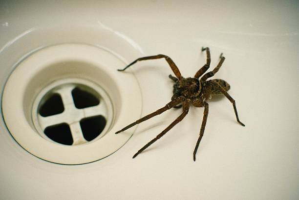 What Attracts Spiders