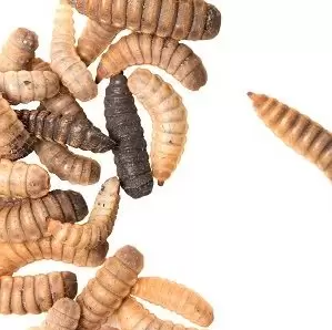 What is a Black Fly Soldier Larvae? 2 Black Fly Soldier Larvae
