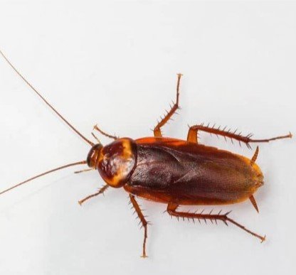 Palmetto Bug Vs Cockroach