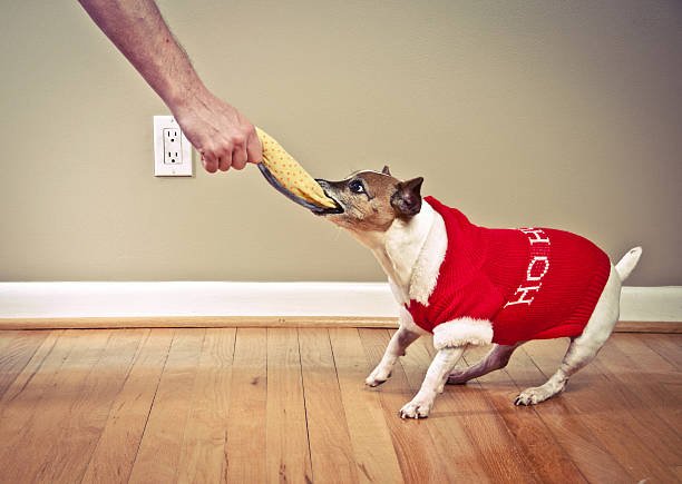 The Top Aggressive Dog Training Near Me 2 Aggressive Dog Training Near Me