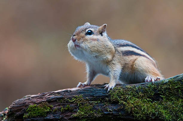Chipmunk Poop