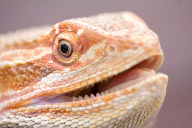 Do Bearded Dragon Have Teeth