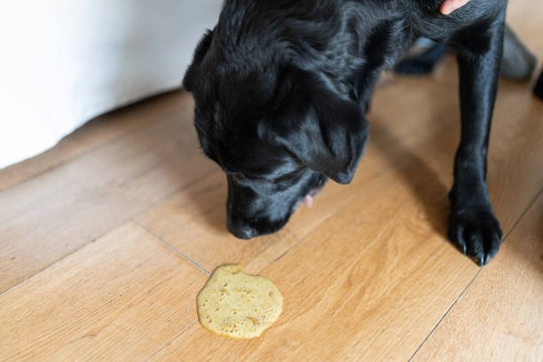 Dog Threw Up Yellow Liquid And Died