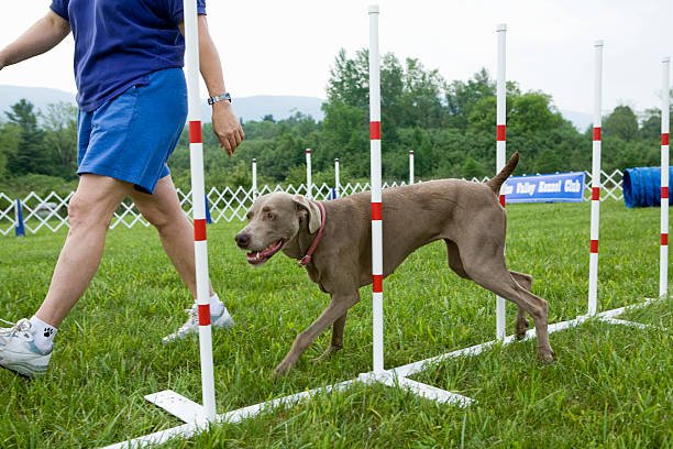 Easy puppy potty training tips