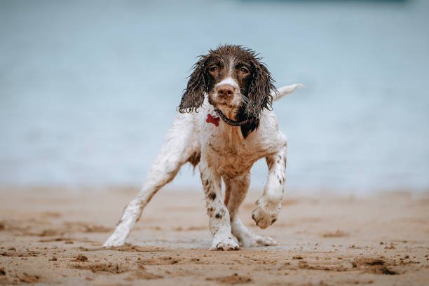Brown And White Dog: Differences Explained! 5 Brown and White Dog