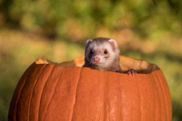 Ferret Colours