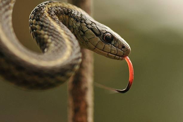 Facts You Must Know About Snakes In California 8 Snakes in California