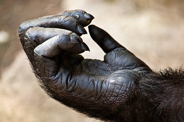 Gorillas Vs Grizzly Bear
