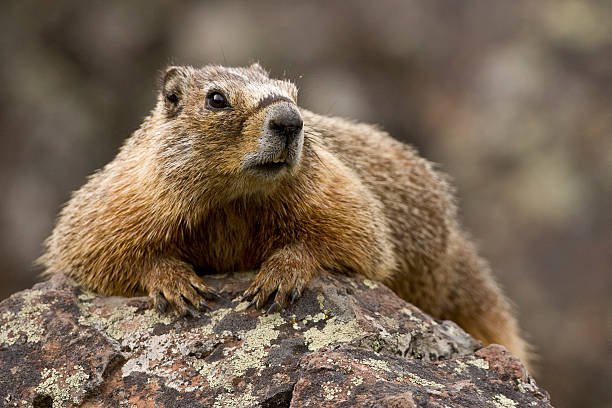 Groundhog Poop
