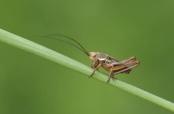 How Long Do Crickets Live
