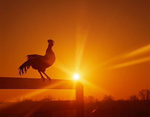 How Long Do Roosters Live