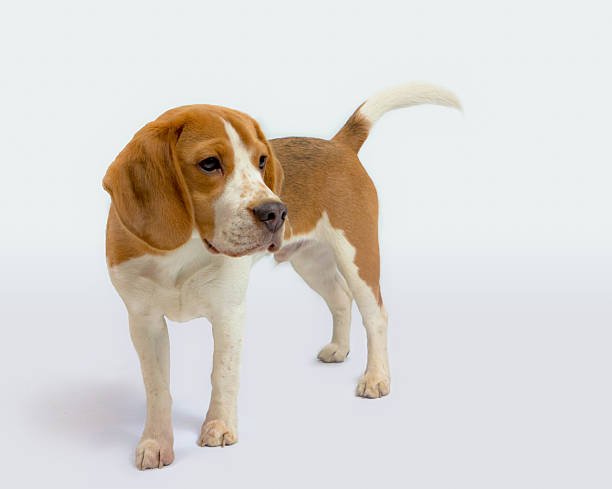 How Long Does Beagles Live: Causes of their Deaths 2 How Long Does Beagles Live
