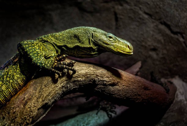 Komodo Dragons Poisonous