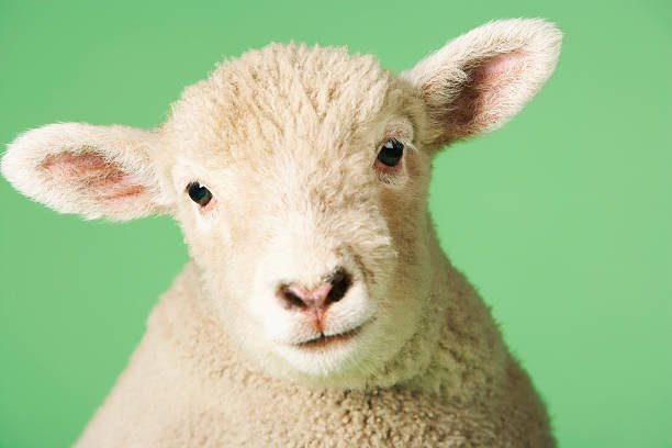 Difference Between a Lamb And a Sheep