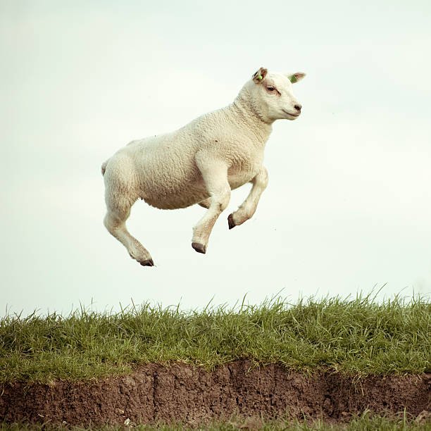 Difference Between a Lamb And a Sheep