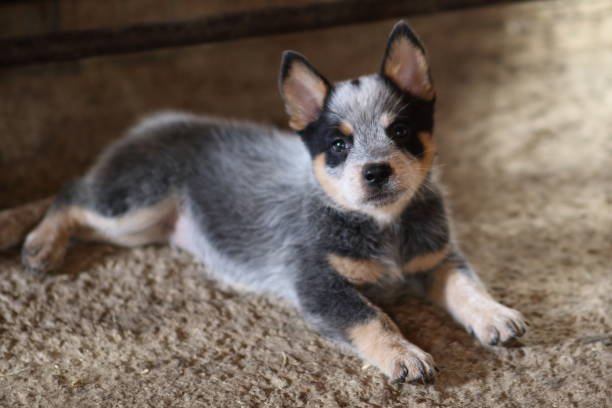Mini Blue Heelers