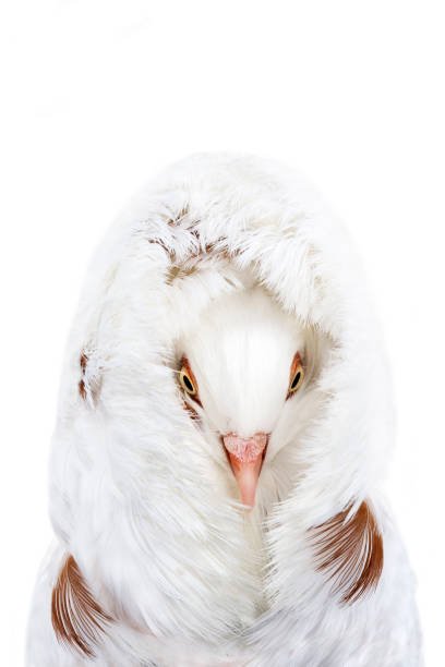 What is the Smartest Animal in the World? 4 Smartest Animal in the World