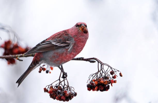 Amazing Facts About Birds With Reddish Breasts 5 Birds With Reddish Breasts