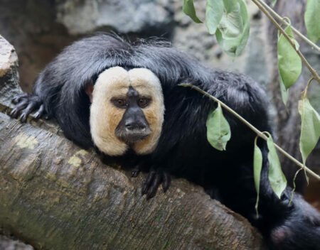 What are the Rare Animals of the World? | Pestclue